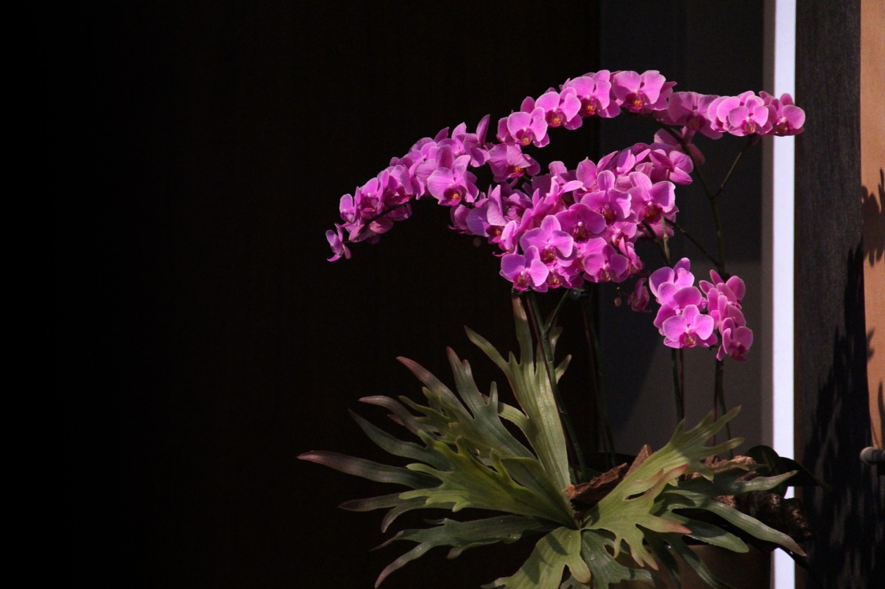 日本淨土教的祖師們